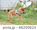 初めての外に出て戸惑いながらはしゃぐ柴犬の子犬 66200624