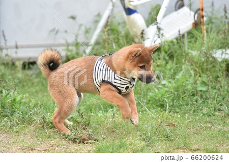 初めての外に出て戸惑いながらはしゃぐ柴犬の子犬 初めての外に出て戸惑いながらはしゃぐ柴犬の子犬 66200624