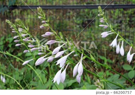 ギボウシ 66200757