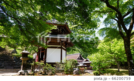 日吉大社　早尾地蔵　新緑　青もみじ 66200759