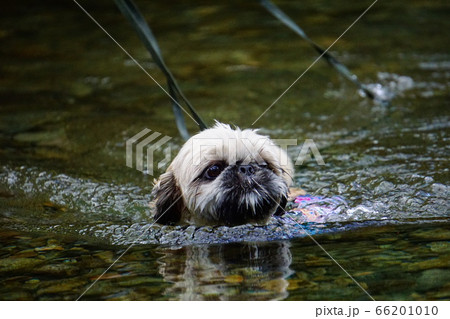 川で泳ぐ犬の写真素材