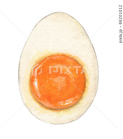 半熟ゆで卵の断面 手描き 水彩のイラスト素材