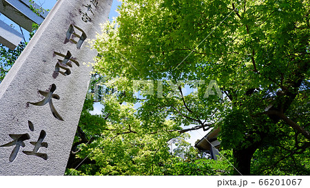 日吉大社の鳥居 もみじの新緑 日吉大社の鳥居 もみじの新緑 66201067
