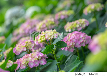 性海寺アジサイ840 66201300