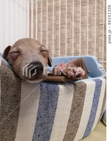 犬のお昼寝 犬のお昼寝 66201306