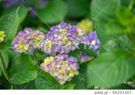 性海寺アジサイ818 性海寺アジサイ818 66201307