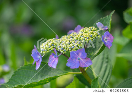 性海寺アジサイ820 66201308