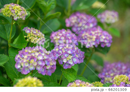 性海寺アジサイ823 性海寺アジサイ823 66201309