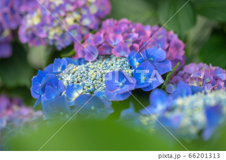 性海寺アジサイ814 性海寺アジサイ814 66201313