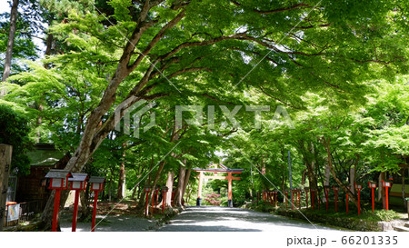 日吉大社　山王鳥居の朱色ともみじの新緑 66201335