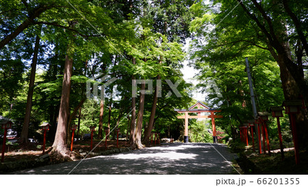 日吉大社　山王鳥居の朱色ともみじの新緑 66201355