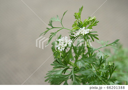 パクチーの花の写真素材 6613