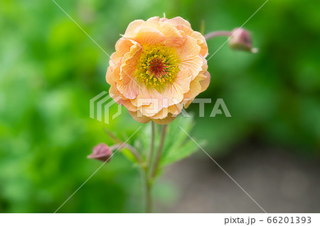 ゲウム マイタイ セイヨウダイコンソウの写真素材