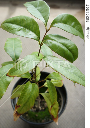 ライチの苗木 66201597