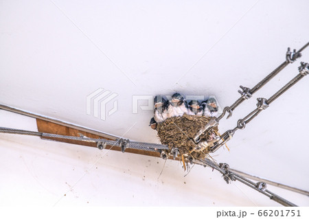 日本の横浜都市景観　あざみ野駅自由通路にツバメの巣（かわいいヒナがすくすく…） 66201751
