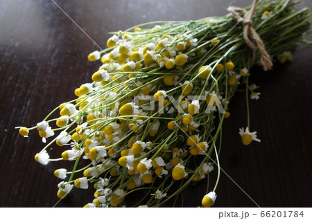 ジャーマンカモミール 66201784