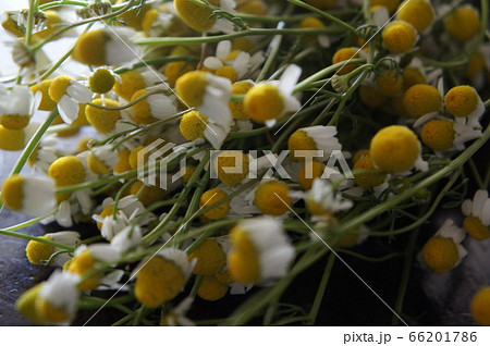 ジャーマンカモミール 66201786