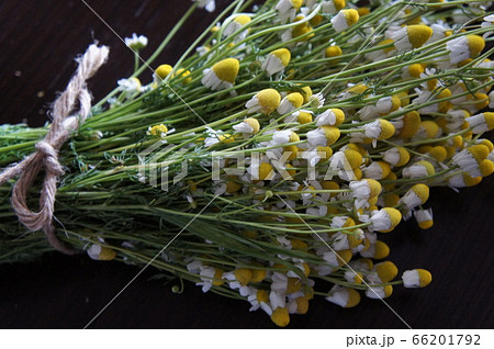 ジャーマンカモミール 66201792