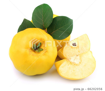 Sweet quince Sweet quince 66202056