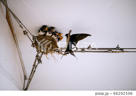 日本の横浜都市景観 ツバメの子育て（かわいいヒナがすくすく…）＝あざみ野駅自由通路 66202506