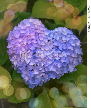 ジューンブライドの紫陽花 66202519