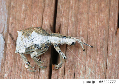 シロコブゾウムシ シロコブゾウムシ 66202777