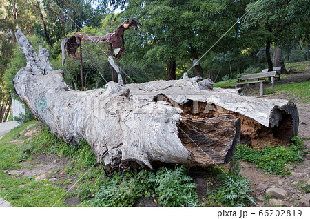 Felled broken old big tree lies on the ground. Felled broken old big tree lies on the ground. 66202819