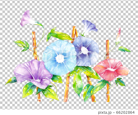 水彩で描いた朝顔のイラスト 水彩で描いた朝顔のイラスト 66202864