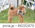 初めて庭に出て戸惑う柴犬の子犬 66202870
