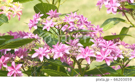 紫陽花 紫陽花 66203059