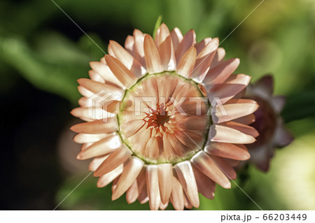 Xerochrysum bracteatum known as the golden everlasting or strawflower Xerochrysum bracteatum known as the golden everlasting or strawflower 66203449