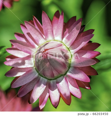 Xerochrysum bracteatum known as the golden everlasting or strawflower 66203450