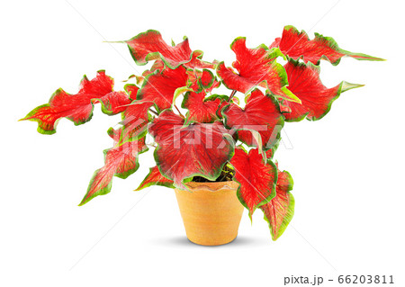 Red caladium in clay pot isolated on white background with clipping path 66203811