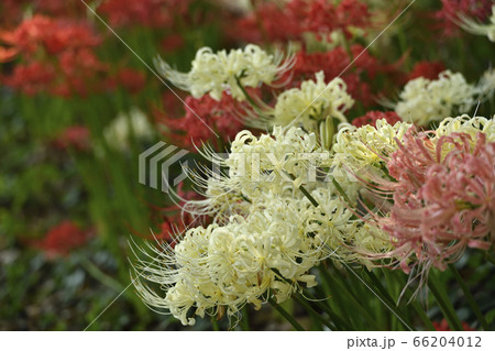 赤や白の彼岸花の群生 66204012