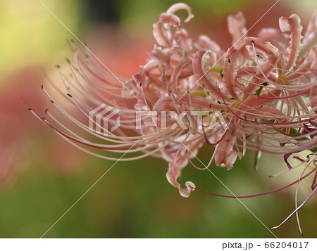 ピンクの彼岸花のクローズアップ ピンクの彼岸花のクローズアップ 66204017