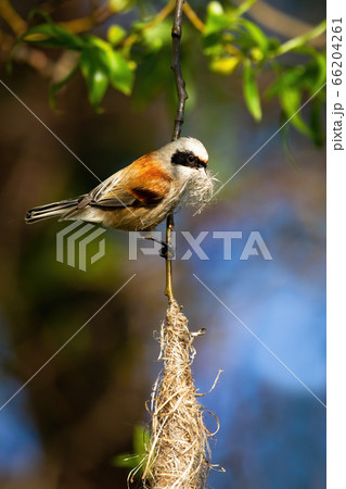 European penduline tit holding grass in beak and building hanging nest 66204261