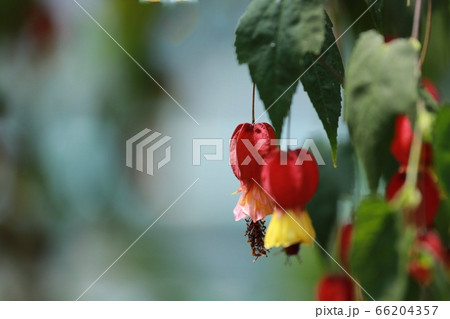 新鮮 花びら 赤色 66204357