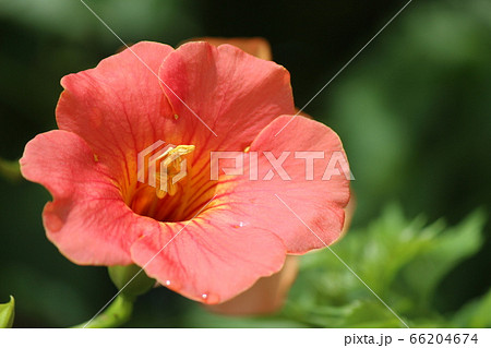 夏の花・ノウゼンカズラのアップ写真 夏の花・ノウゼンカズラのアップ写真 66204674