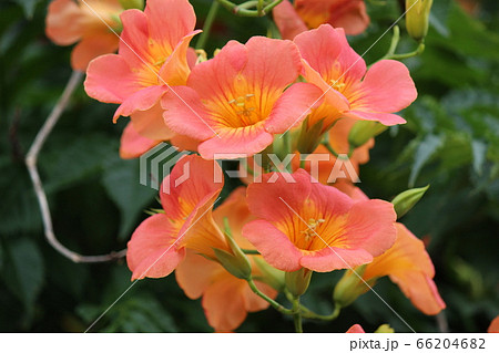 オレンジ色のきれいなつる植物の花・ノウゼンカズラ 66204682
