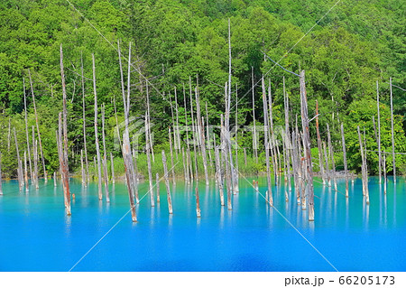 北海道 夏の晴天下の青い池 美瑛町の写真素材