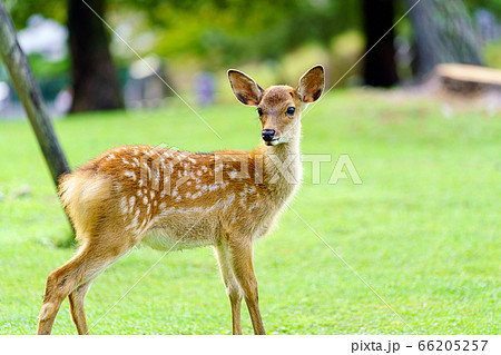 奈良公園の鹿の写真素材