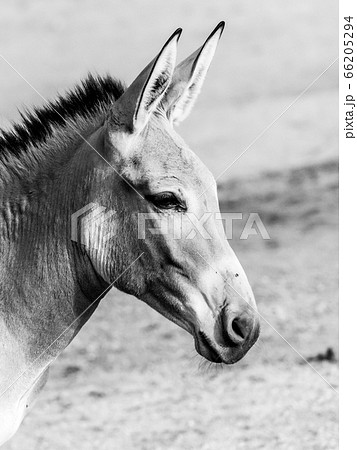 Portrait of grey donkey. Domestic mammal of farmlands Portrait of grey donkey. Domestic mammal of farmlands 66205294