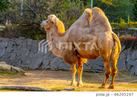Bactrian two-humped camel, Camelus bactrianus. Liberec Zoo, Czech Republic. 66205297