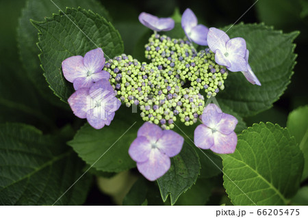 紫陽花の花 紫陽花の花 66205475