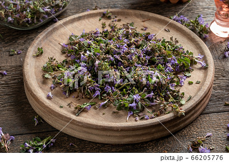 Cut-up fresh blooming ground-ivy on a cutting board 66205776