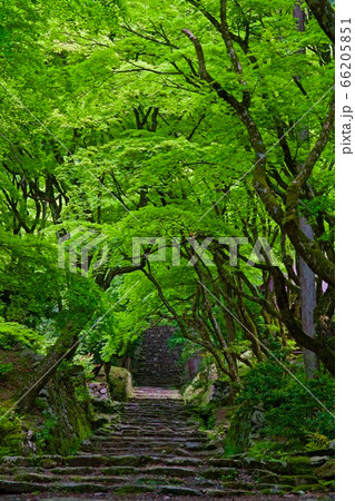 新緑の鶏足寺 66205851