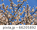 春 自然 日本の 66205892