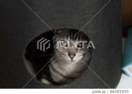 じっと見る猫　　　サバトラ猫 66205950