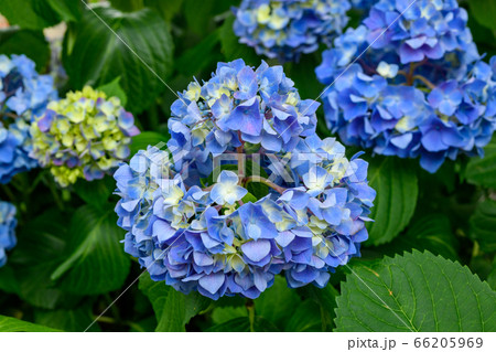 紫陽花 紫陽花 66205969