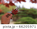 自然 景色 カエデ 66205971